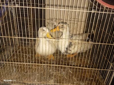 02 Male Ducks for Sale Adyala Road