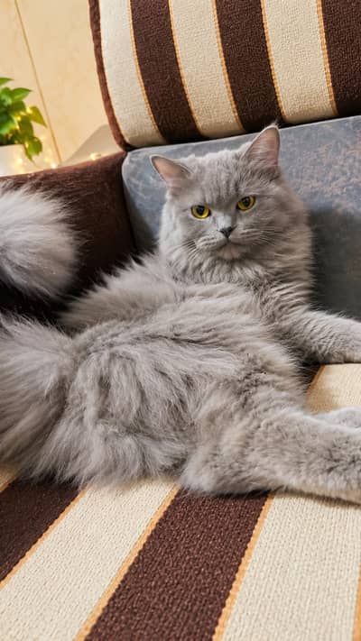 Beautiful Grey Persian Cat Female