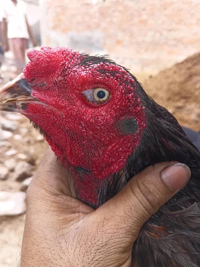 Vietnam  murga hay