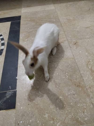 Male rabbit for sale