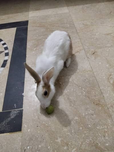 Male rabbit for sale