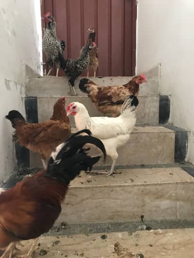 hens Rooz 1 egg deti h  for sale desi murgiya