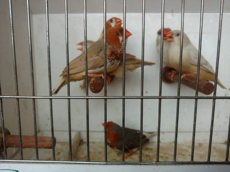 Finches 0