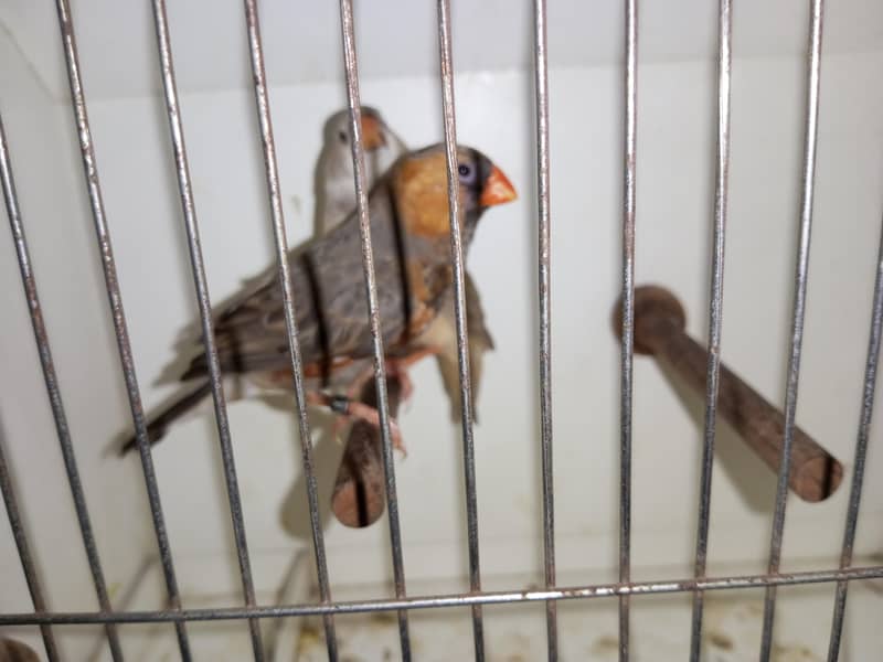 Finches 1