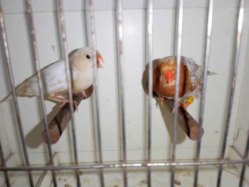 Finches 2