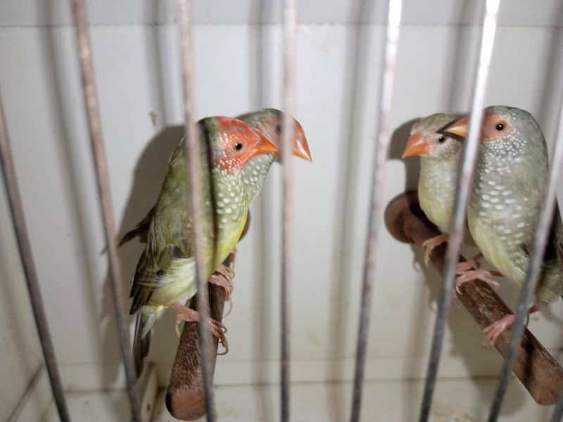 Finches 3