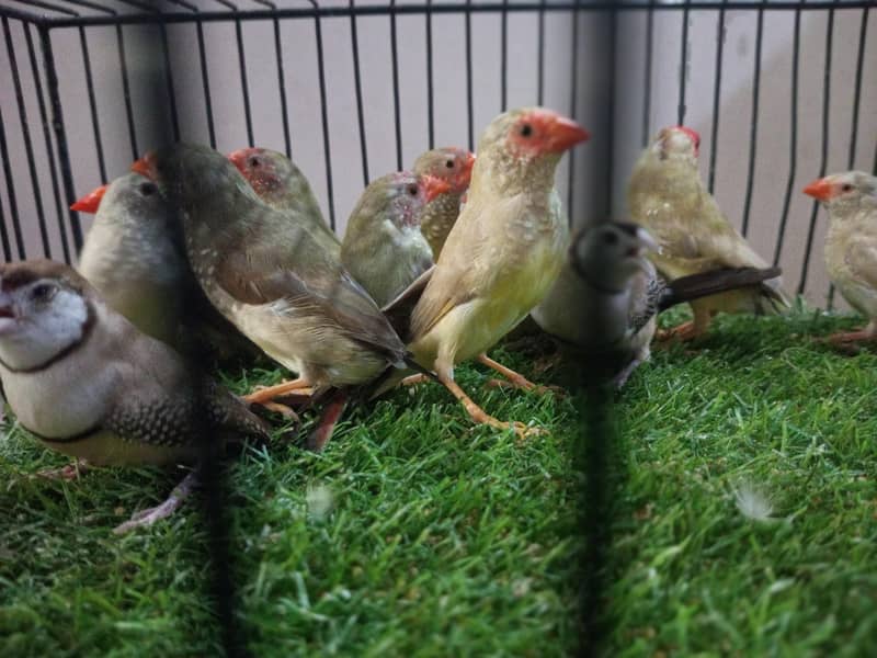 Finches 4