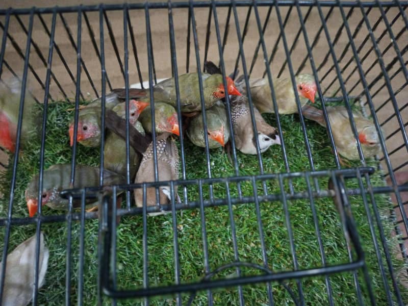 Finches 5