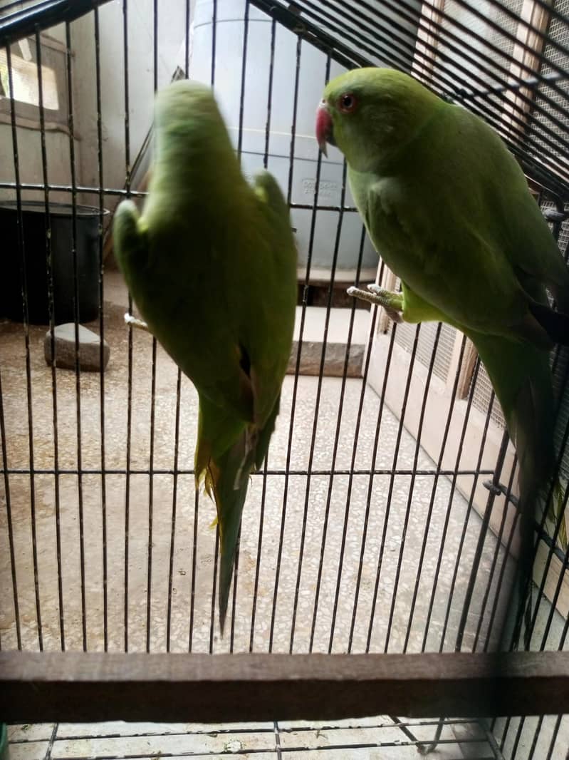 Finches 6
