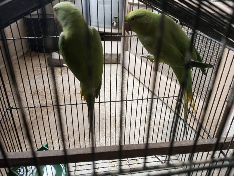 Finches 7