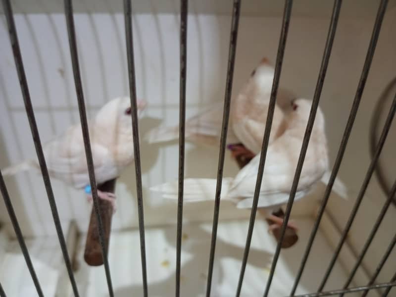 Finches 9