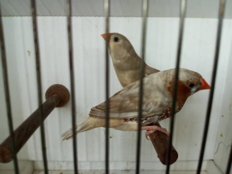 Finches 11