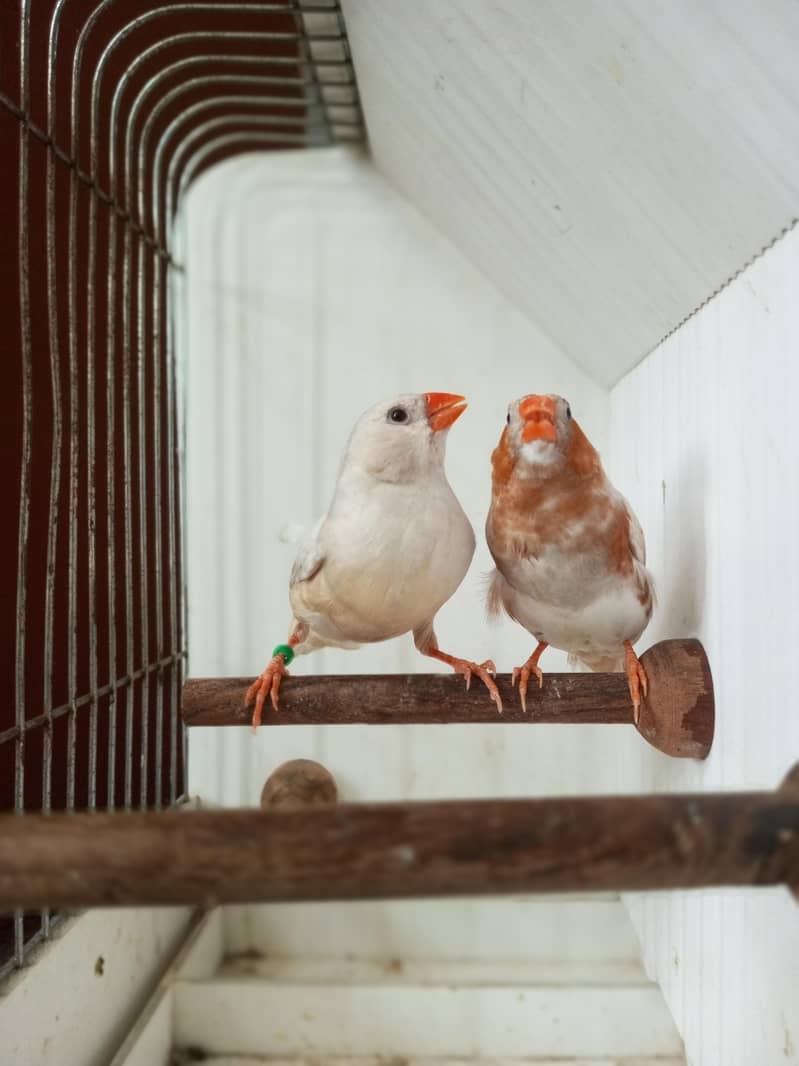 Finches 12