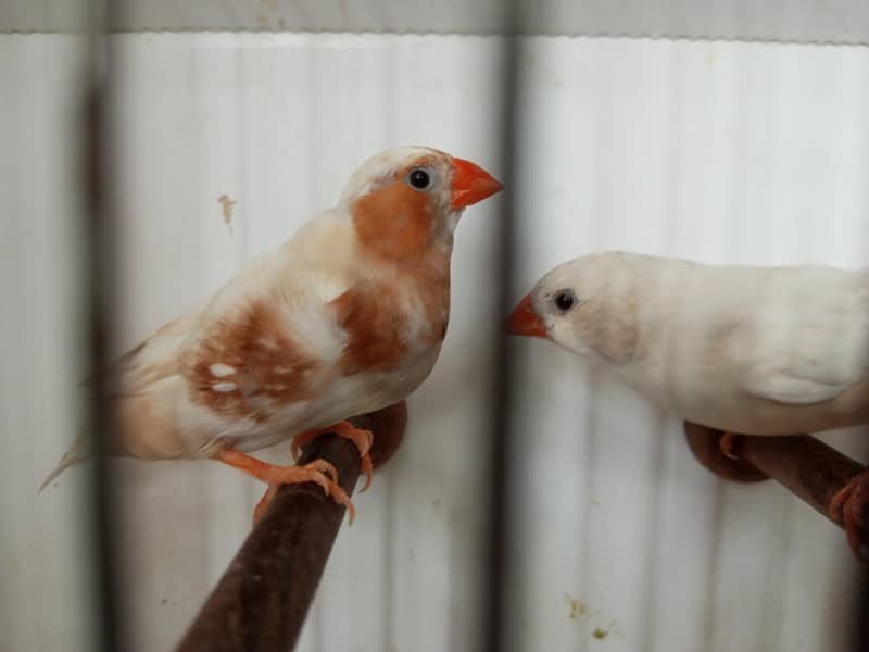 Finches 13