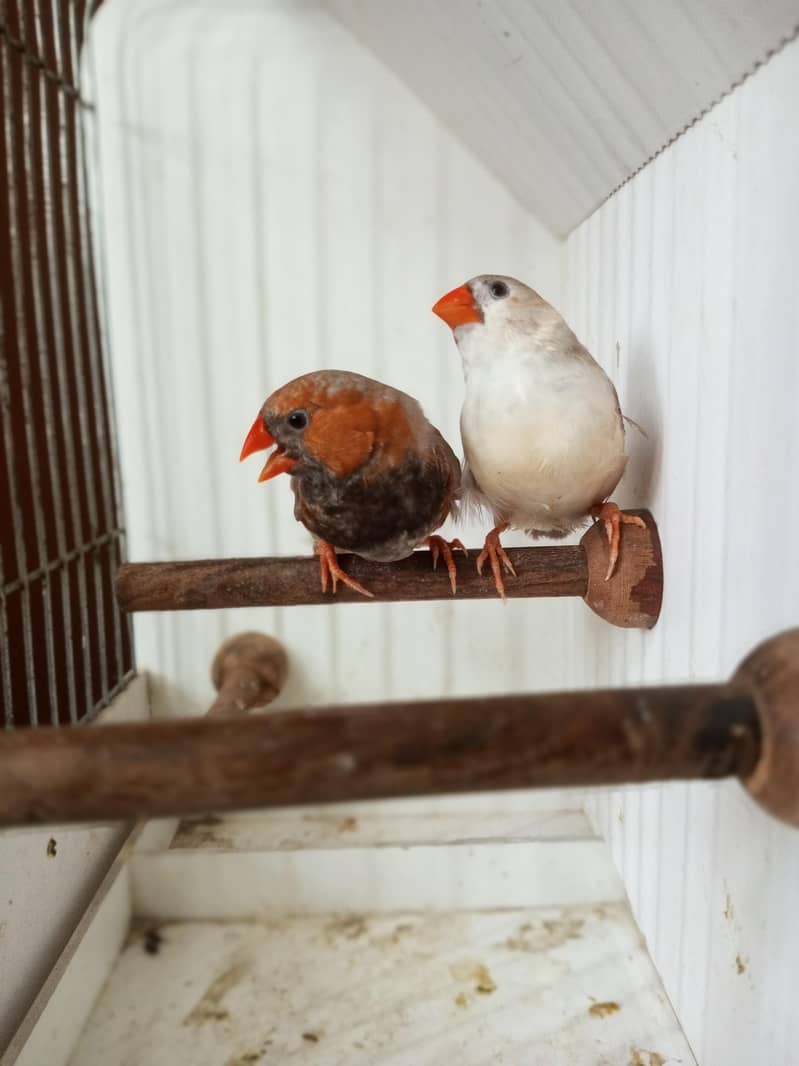 Finches 14