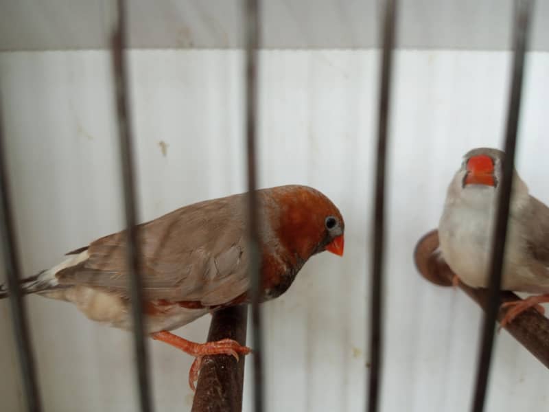 Finches 15