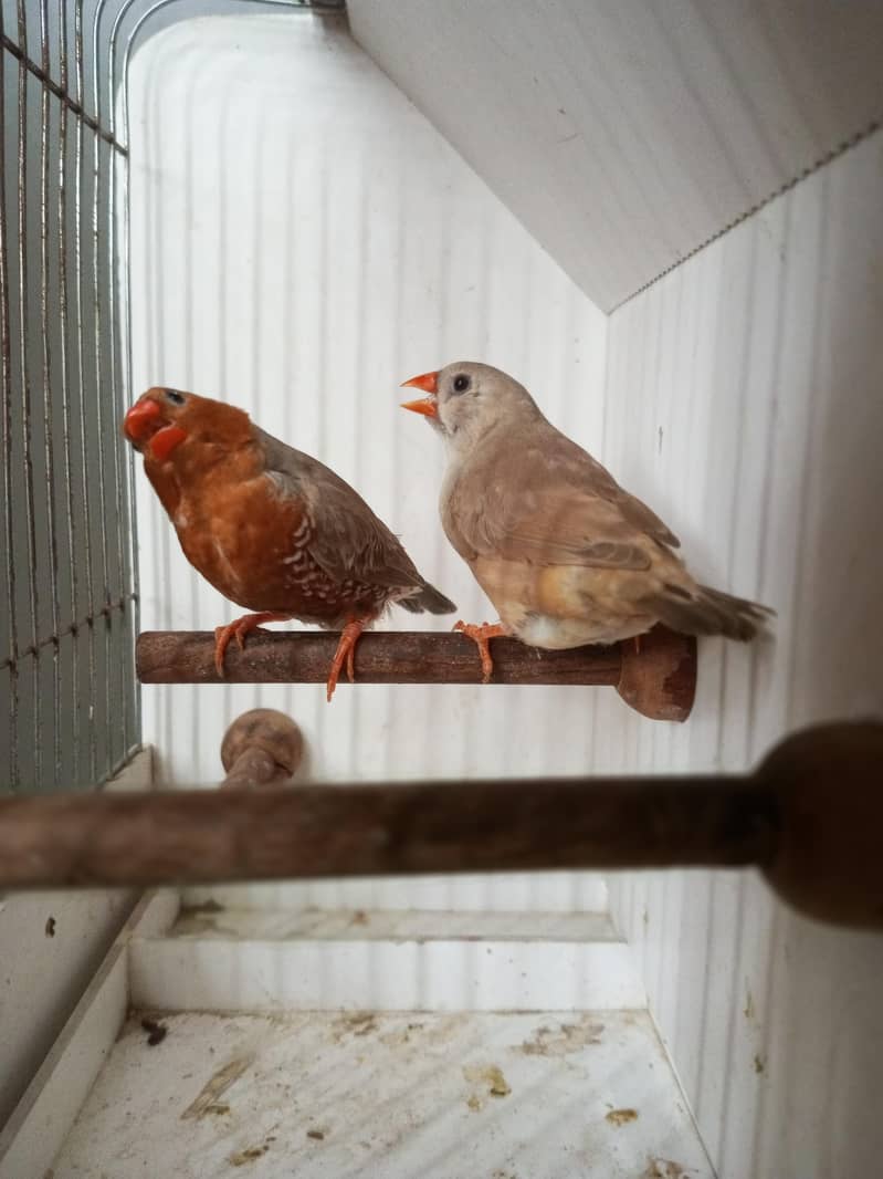 Finches 16