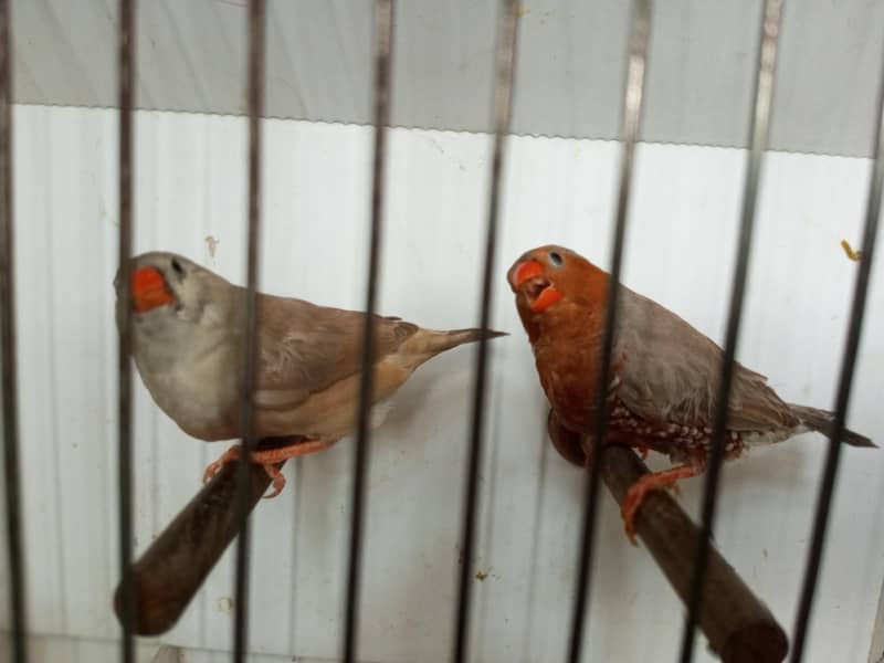 Finches 17