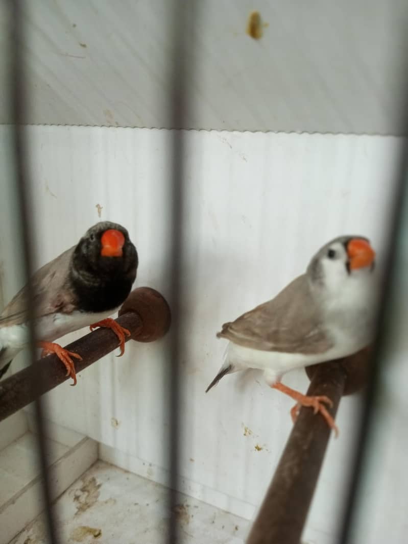 Finches 18