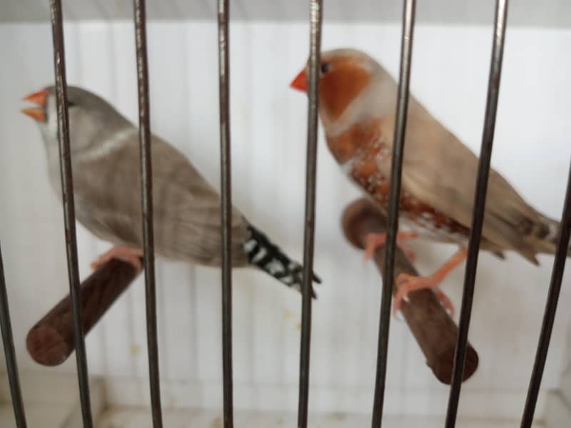 Finches 19