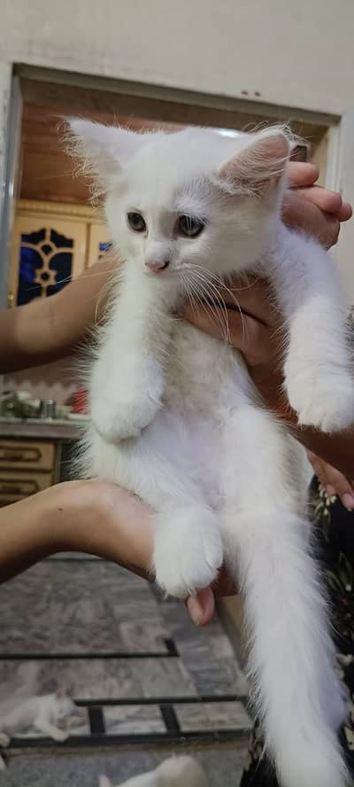 Persian kittens