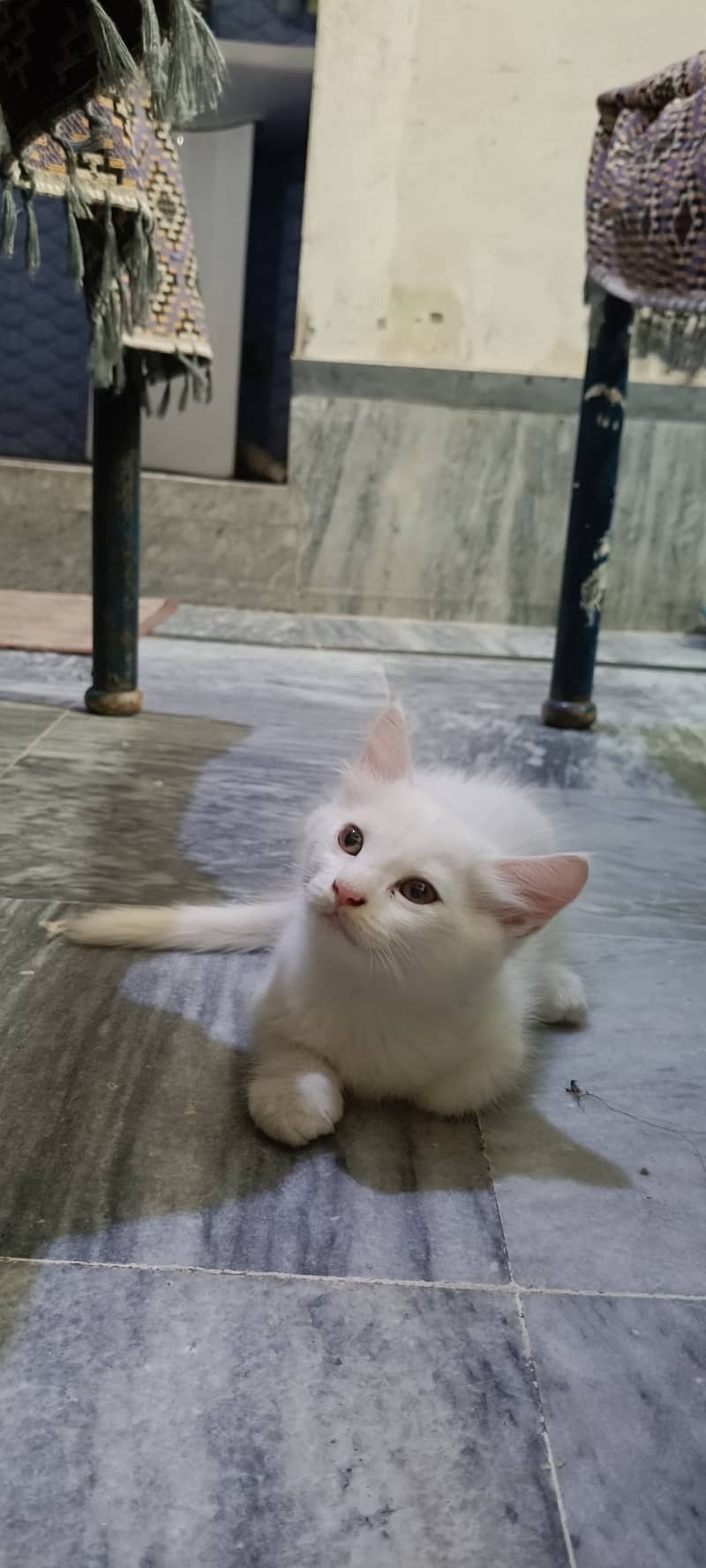 Persian kittens 1