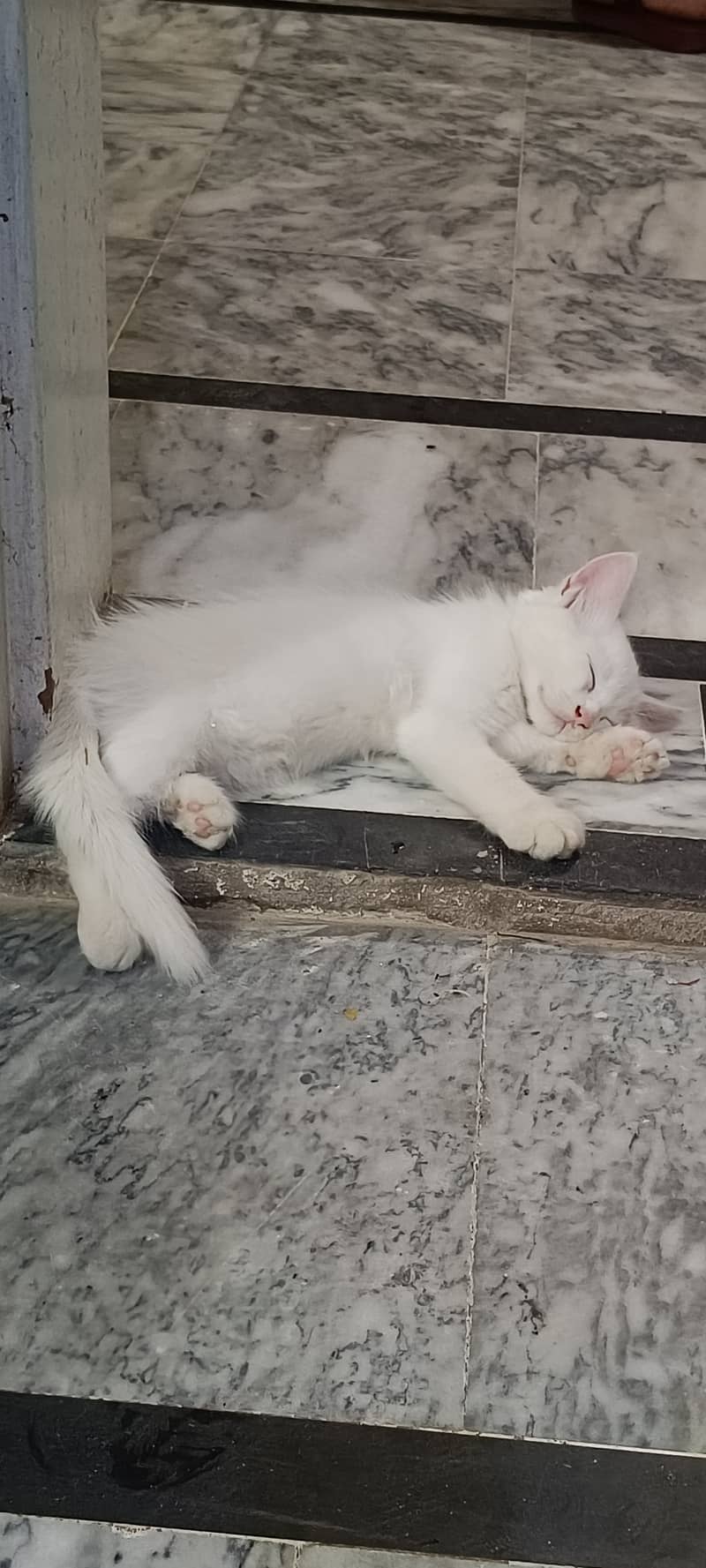 Persian kittens 2