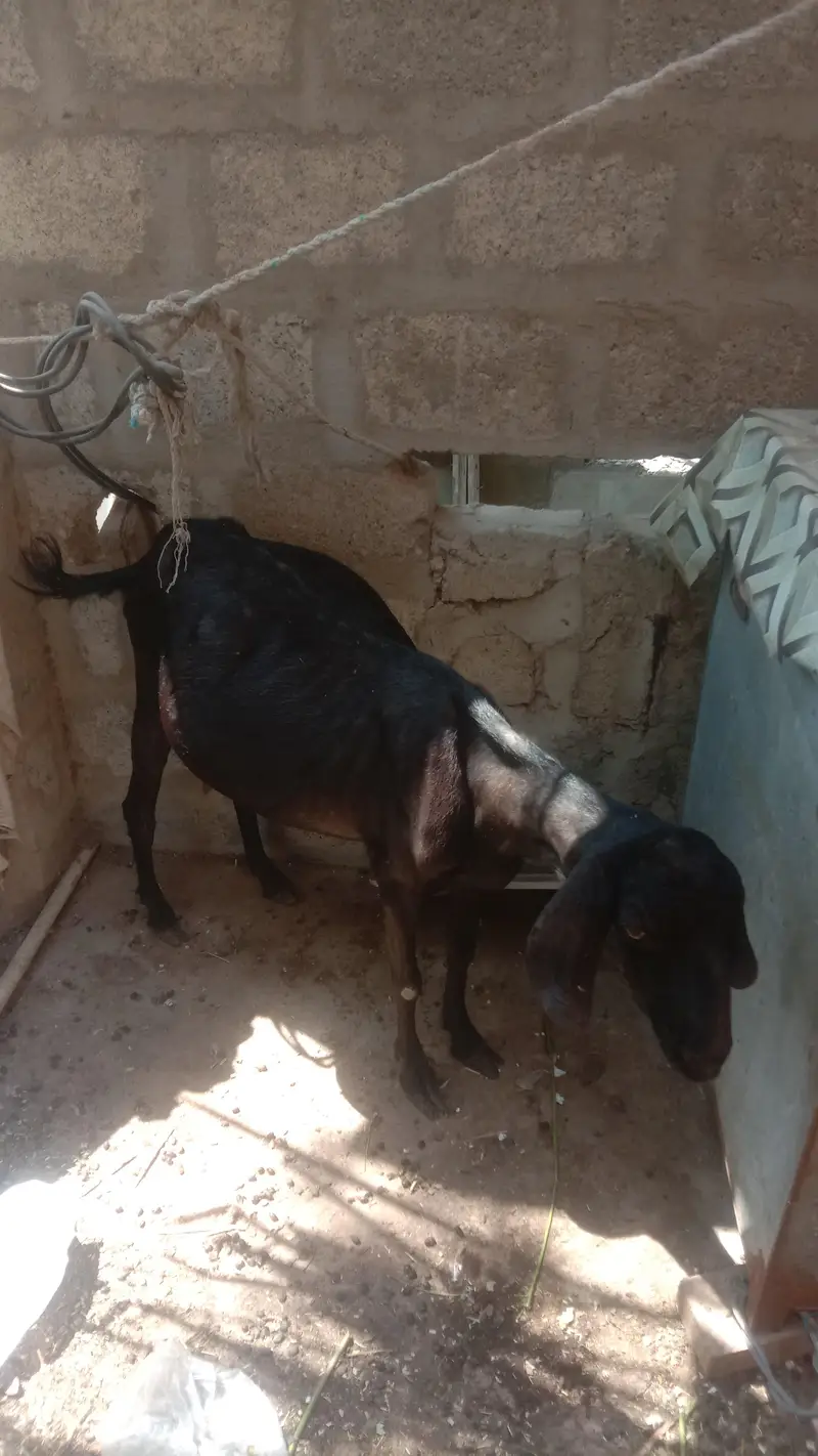 pure dant ki Teddy hai 55 — photo 2