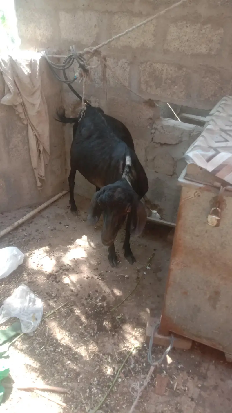 pure dant ki Teddy hai 55 — photo 3