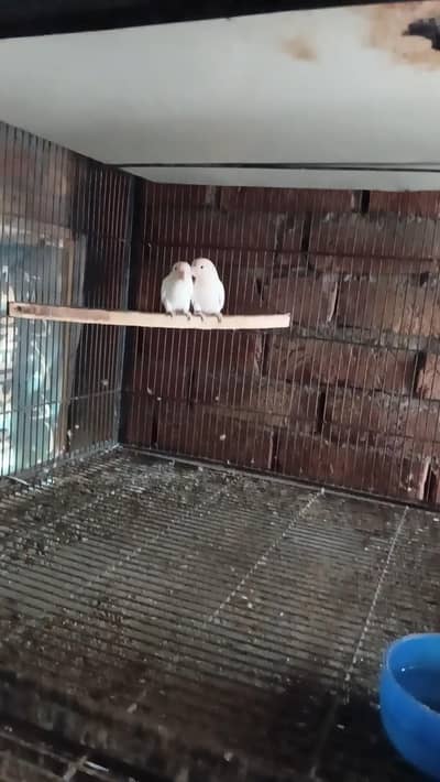 albino red eye pair love birds