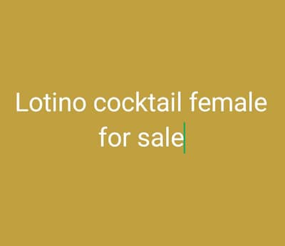 cockatiel female for sale