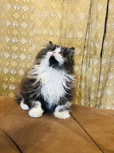 Extrem face kitten