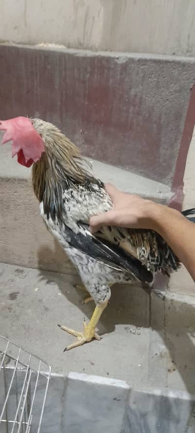 Hen For sale | will only delivered to pindi/Islamabad