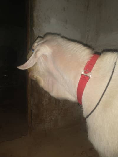 gulabi breeder Bakra for sale urgent