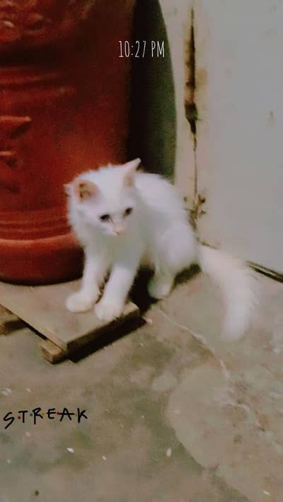 Persian cats