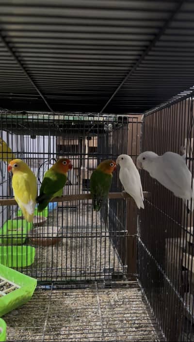 love birds