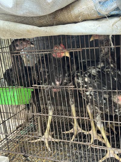 Aseel birds is for sale