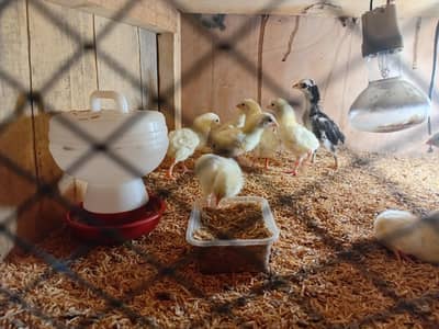 German Shamo chick , white polish and coco polish chicks