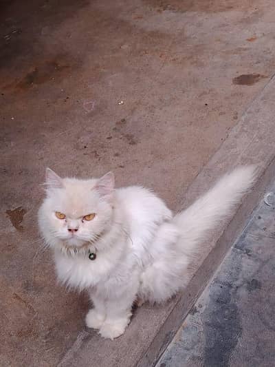 cat sale
