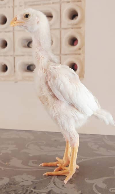 High Quality Heera Qandhari Chicks for Sale