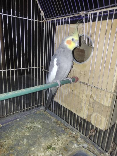 grey cockatiel with cage