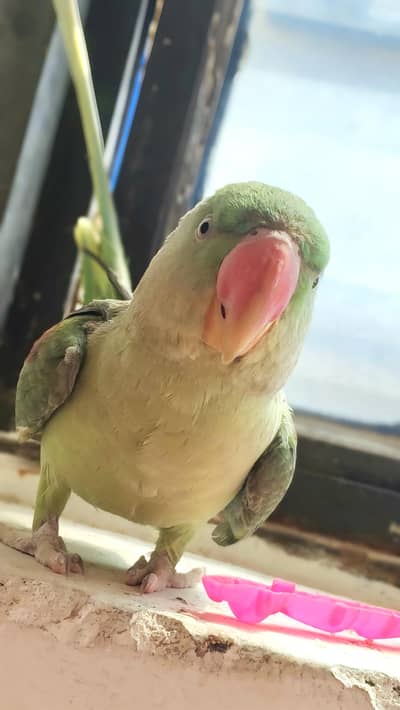 Female Raw parrot available beautiful look