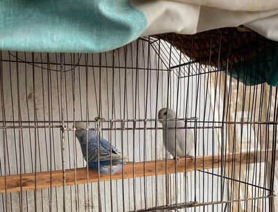 Finches and Budgies