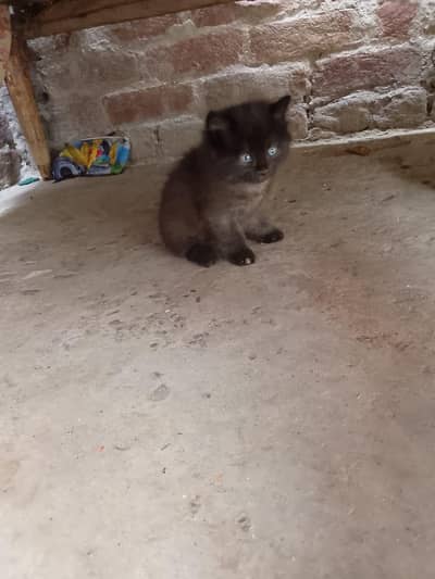 black Persian kittens