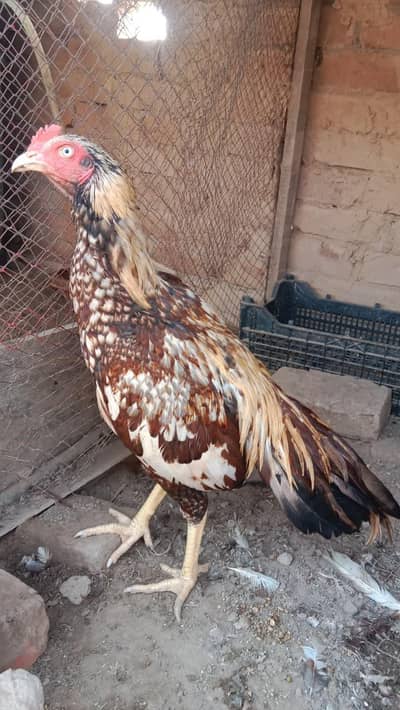 health and active breeder female