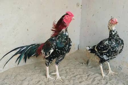 High Quality Aseel Pair