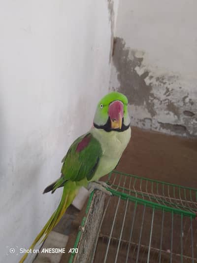 Raw parrot for sale