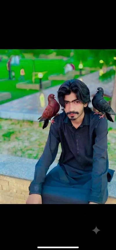 tajy jant