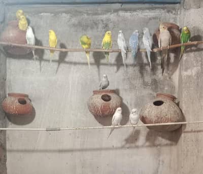 parrots