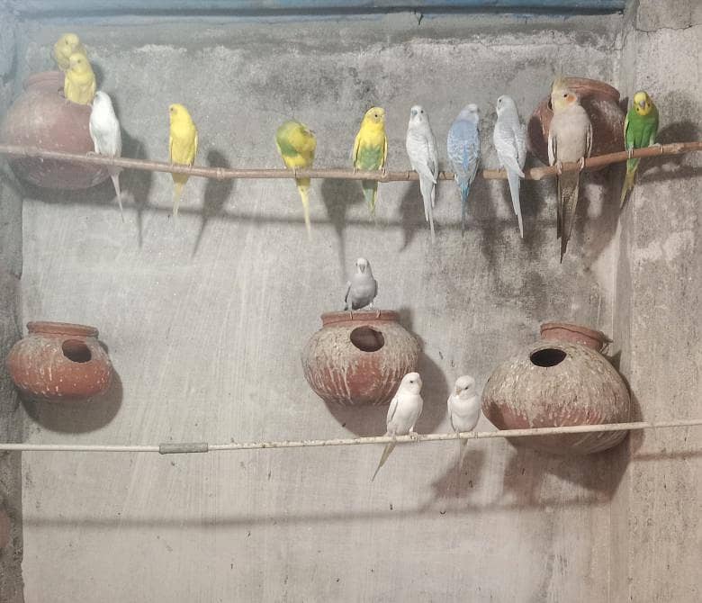 parrots 0